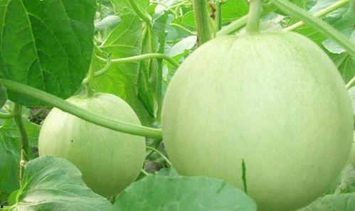 娱乐吃瓜频道有哪些名字